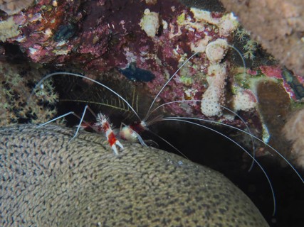 Banded coral shrimp
