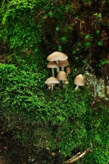 Kellerwald-Edersee National Park in late summer