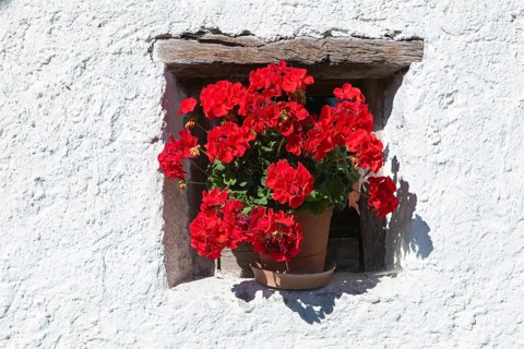 Pelargonium