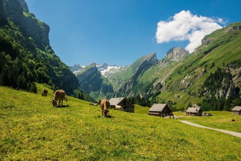 Steep mountains and mountain pasture with cows