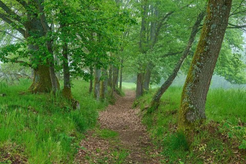 Hiking trail
