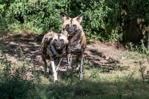African wild dogs