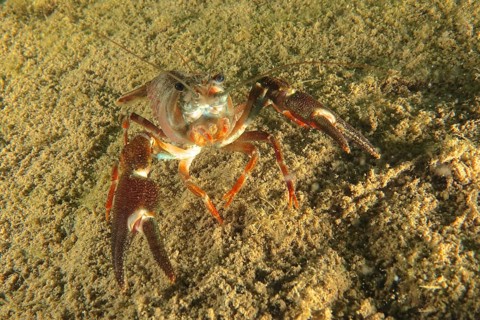 Signal crayfish