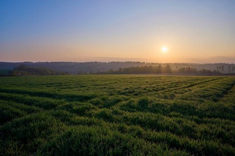 Grain field