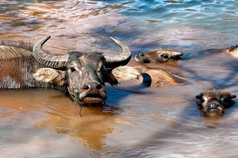 Asian buffalo