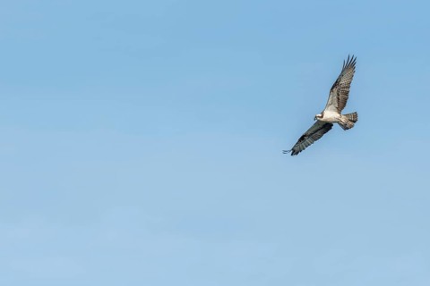 Western osprey