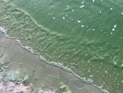 Havel