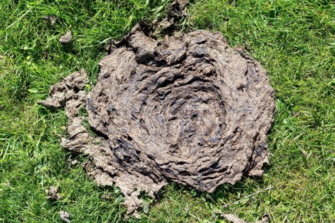 Cowpats in a meadow