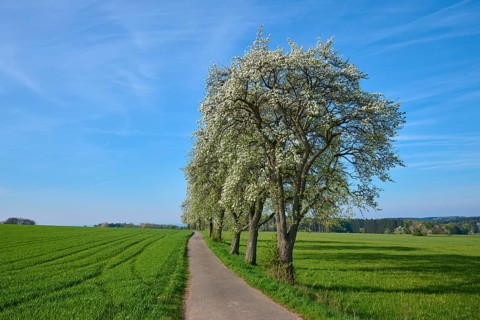 Field path