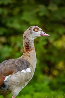 Egyptian goose in meadow