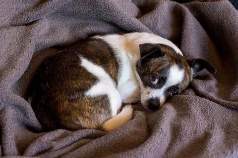 Small Chihuahua dog