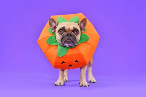 French Bulldog dog dressed up with funny pumpkin Halloween costume in fornt of purple background