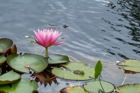 Water lily