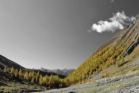 Autumn larch forest near the Steiner Alm