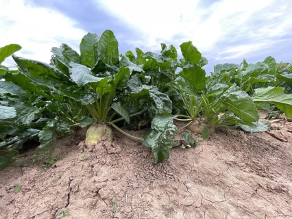 Sugar beet