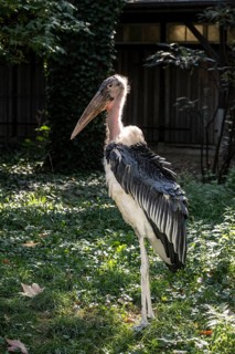 Marabou stork