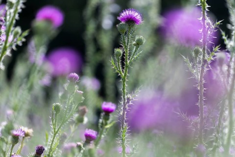 Flowering thistle