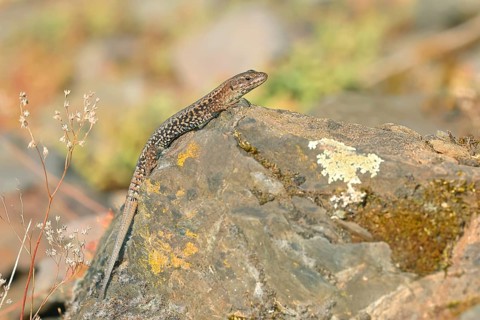 Common wall lizard