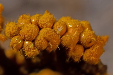 Yellow false hairy mushroom some fruiting bodies with fuzzy yellowish heads next to each other