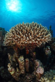 Low staghorn coral