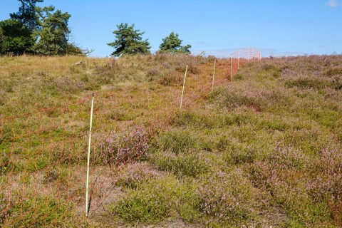 Fence for sheep grazing