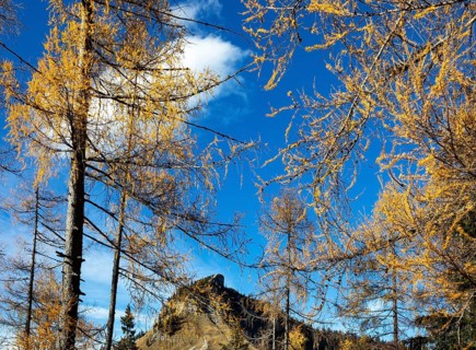 Autumnal yellow lark forest on the Genneralm with view to the Holzeck