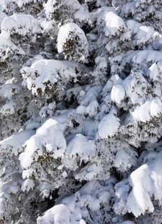 Winter landscape at the Zwoelferhorn with deep snow-covered conifer