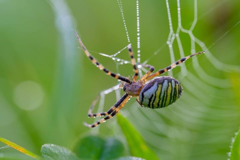 Zebra spider