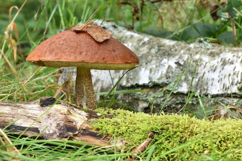 Large edible mushroom of the species orange birch bolete