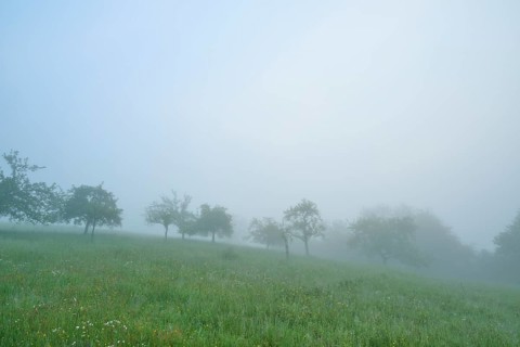 Meadow