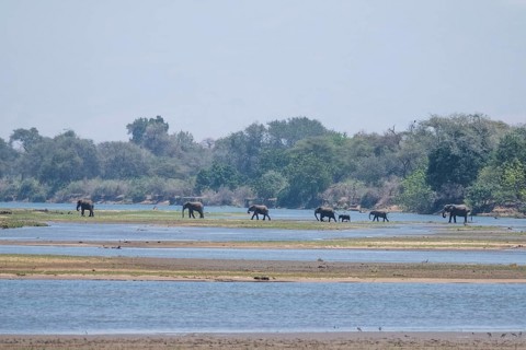 Elephants