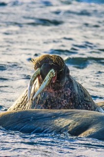 Walrus