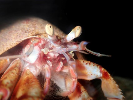 The common hermit crab
