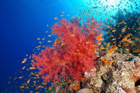Hemprich's Tree Coral