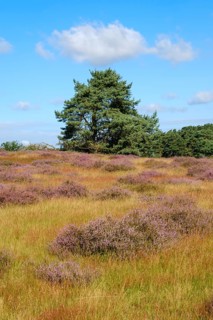 Blooming heathland