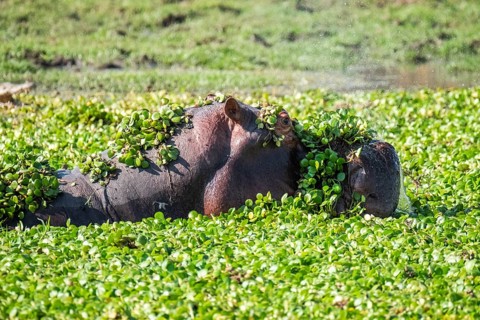 Hippo