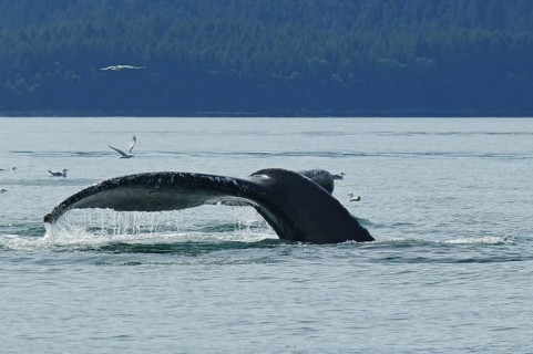 Fluke of a diving humpback whale