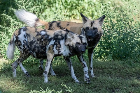 African wild dogs