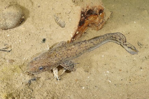 Burbot