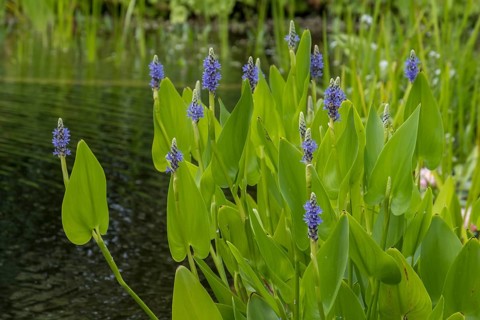 Pickerelweed