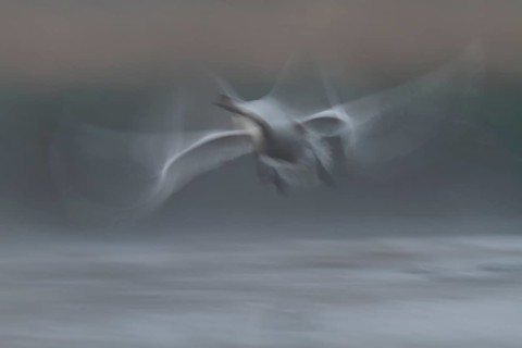Mute Swan