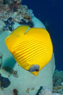 Bluecheek butterflyfish