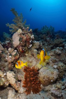 Pair of red sea clownfish