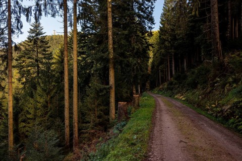 Autumn view from the Buchkopf