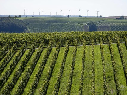 Vineyard