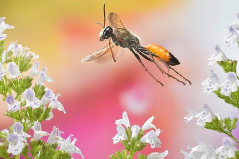 Red-banded sand wasp
