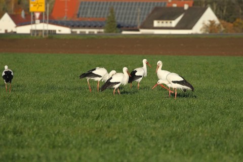 White storks