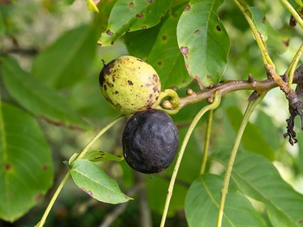 Black walnut