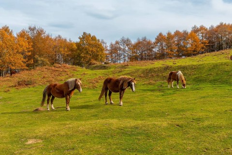 Mount Erlaitz with horses in freedom in the town of Irun