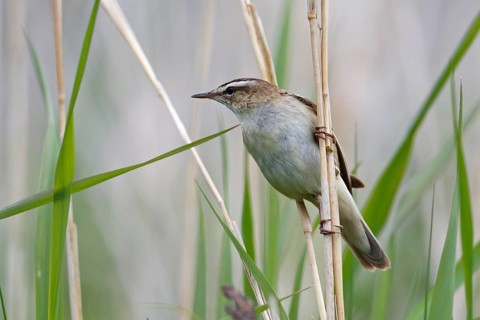 Sedge warbler